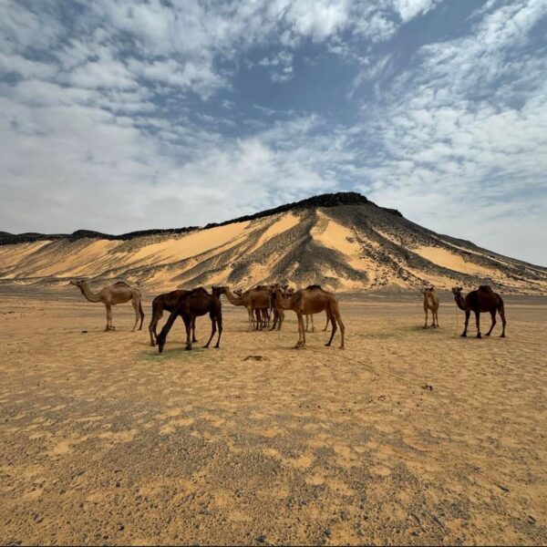 9 Days Egypt Tour: Pyramids, GEM, Siwa and White Desert