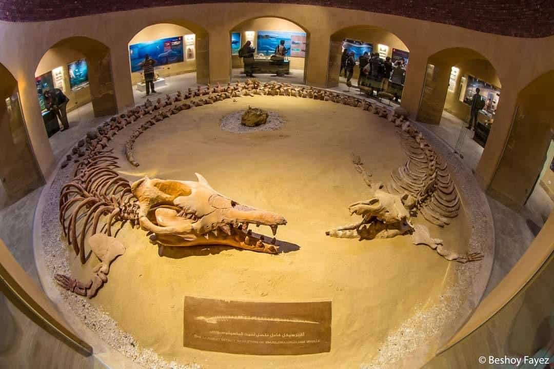 3 Days Fayoum, Wadi El Hitan & White Desert Safari from Cairo | Bahariya Oasis Camping