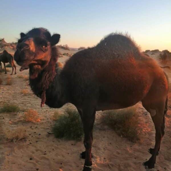 White Desert Camel Trekking guided by Bedouins
