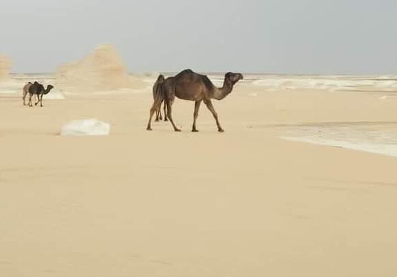 White Desert Camel Trekking and Walking Adventure | 5-Day