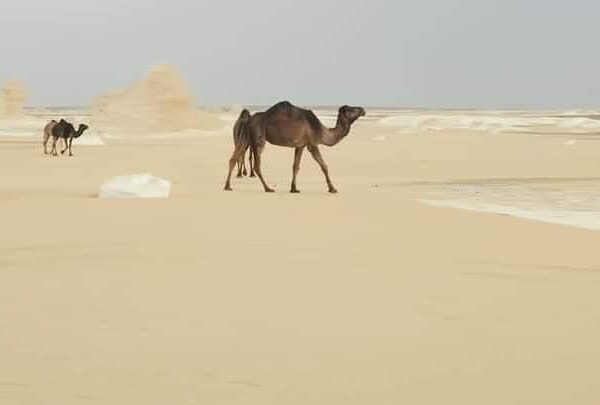 White Desert Camel Trekking and Walking Adventure | 5-Day