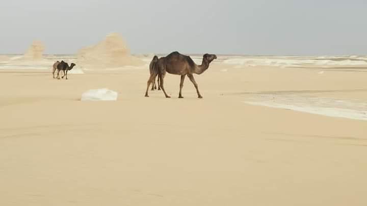 White Desert Camel Trekking and Walking Adventure | 5-Day