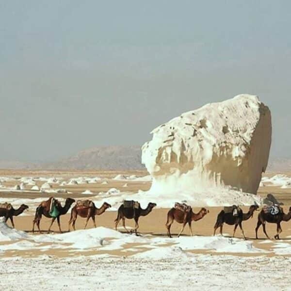 White Desert Camel Trekking guided by Bedouins