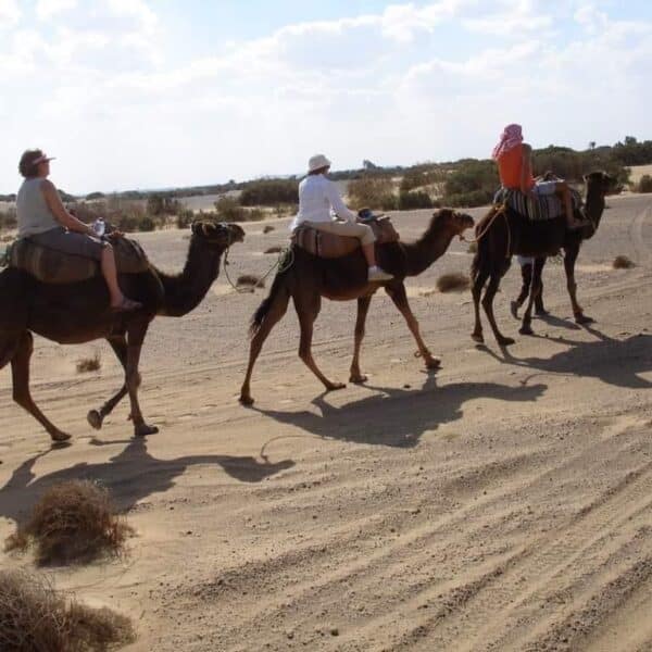 White Desert Camel Trekking guided by Bedouins