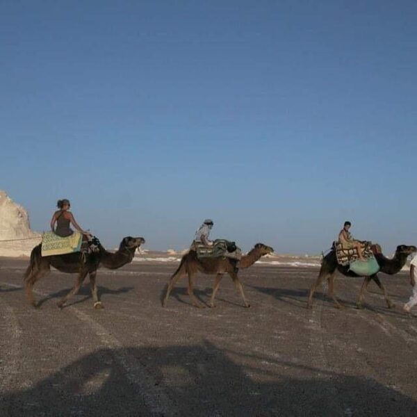 White Desert Camel Trekking guided by Bedouins