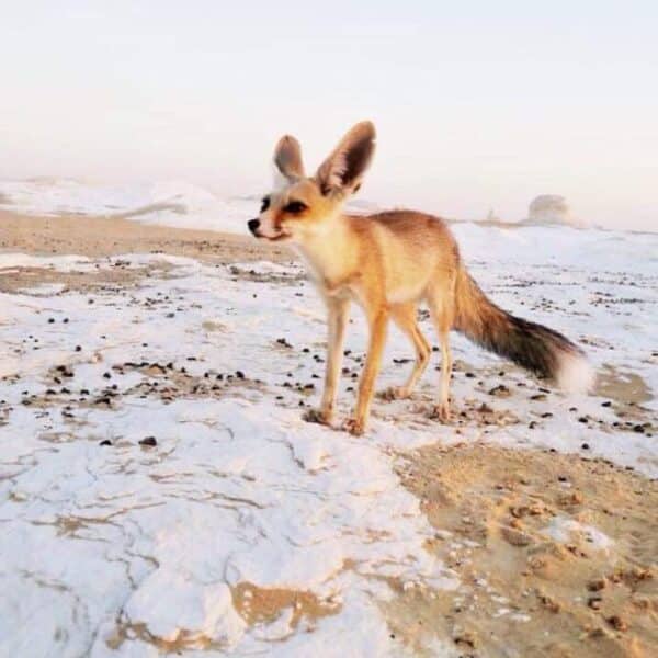 White Desert and Djara Cave Safari from Cairo | Grand 3-Day VIP